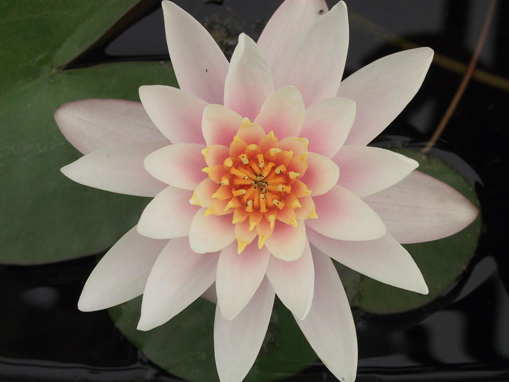 Nymphaea unsere alte Rosa 1.jpg